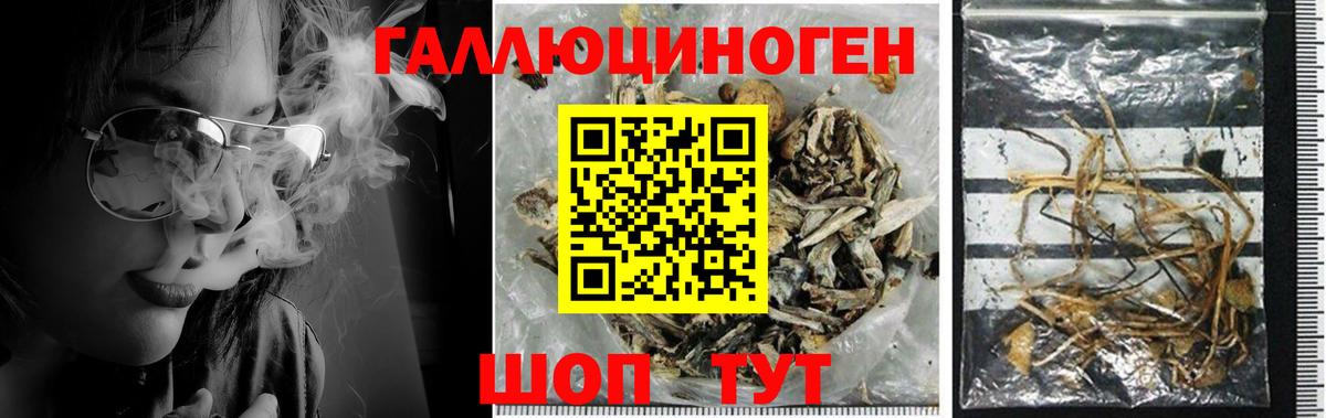 Галлюциногенные грибы Psilocybine cubensis  Вход с VPN  Туапсе 